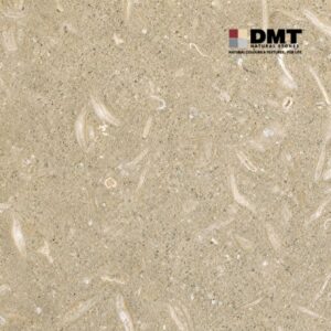 Seagrass-Limestone